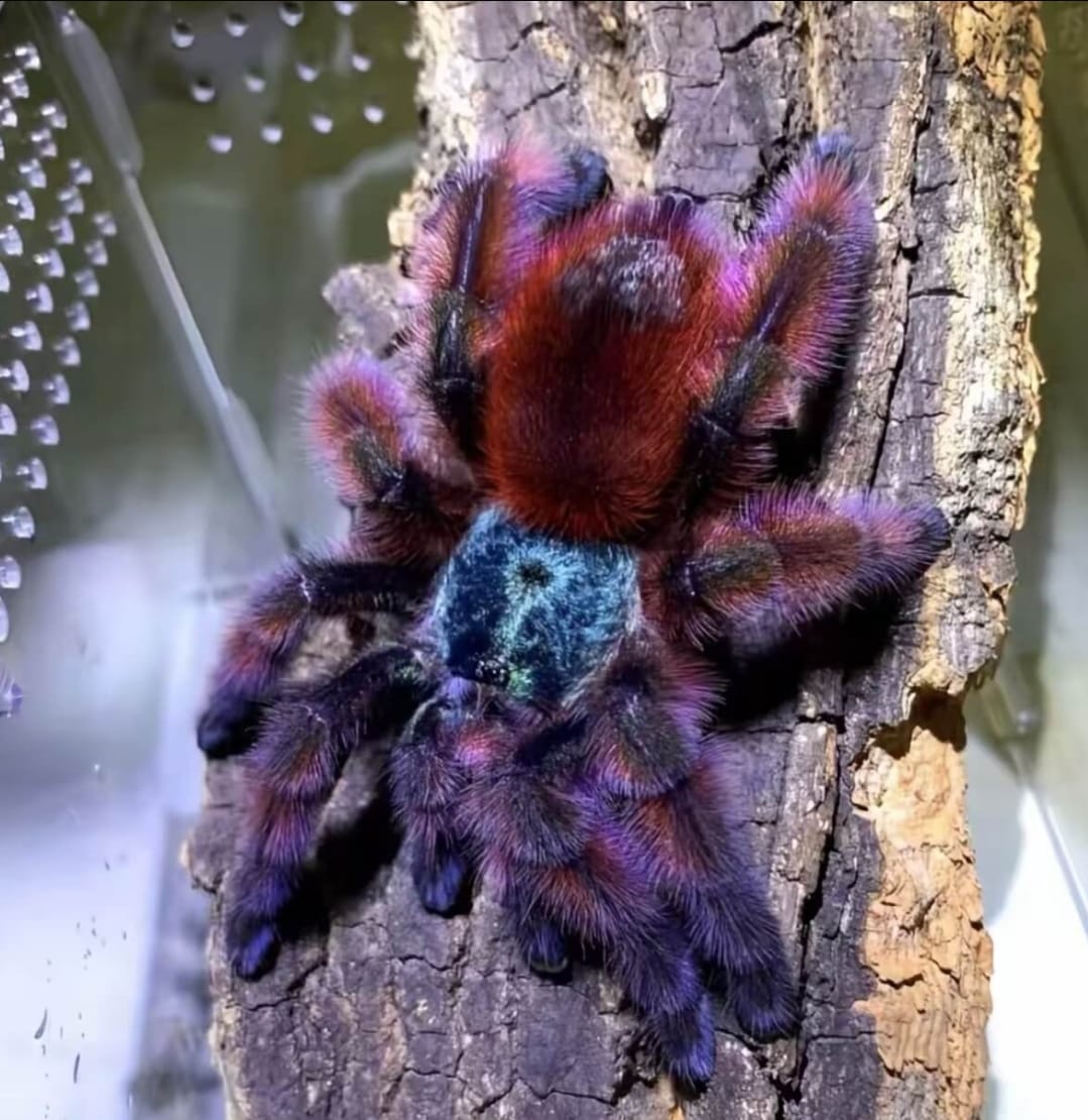 Goliath Birdeater Tarantula