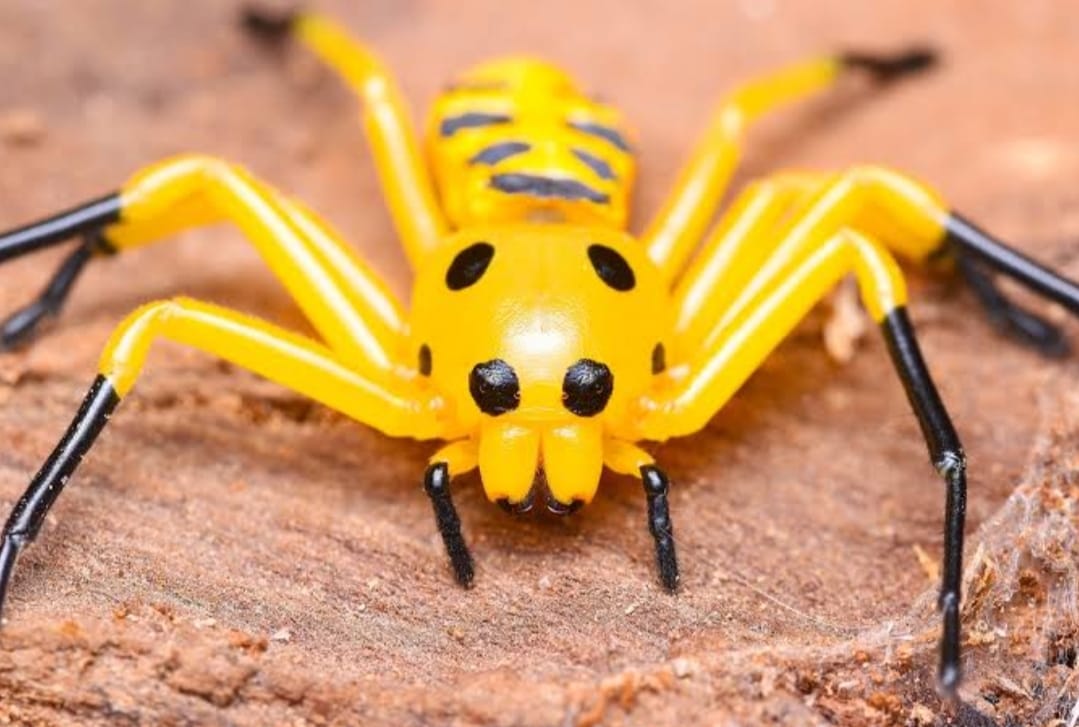 Golden Silk Orb-Weaver